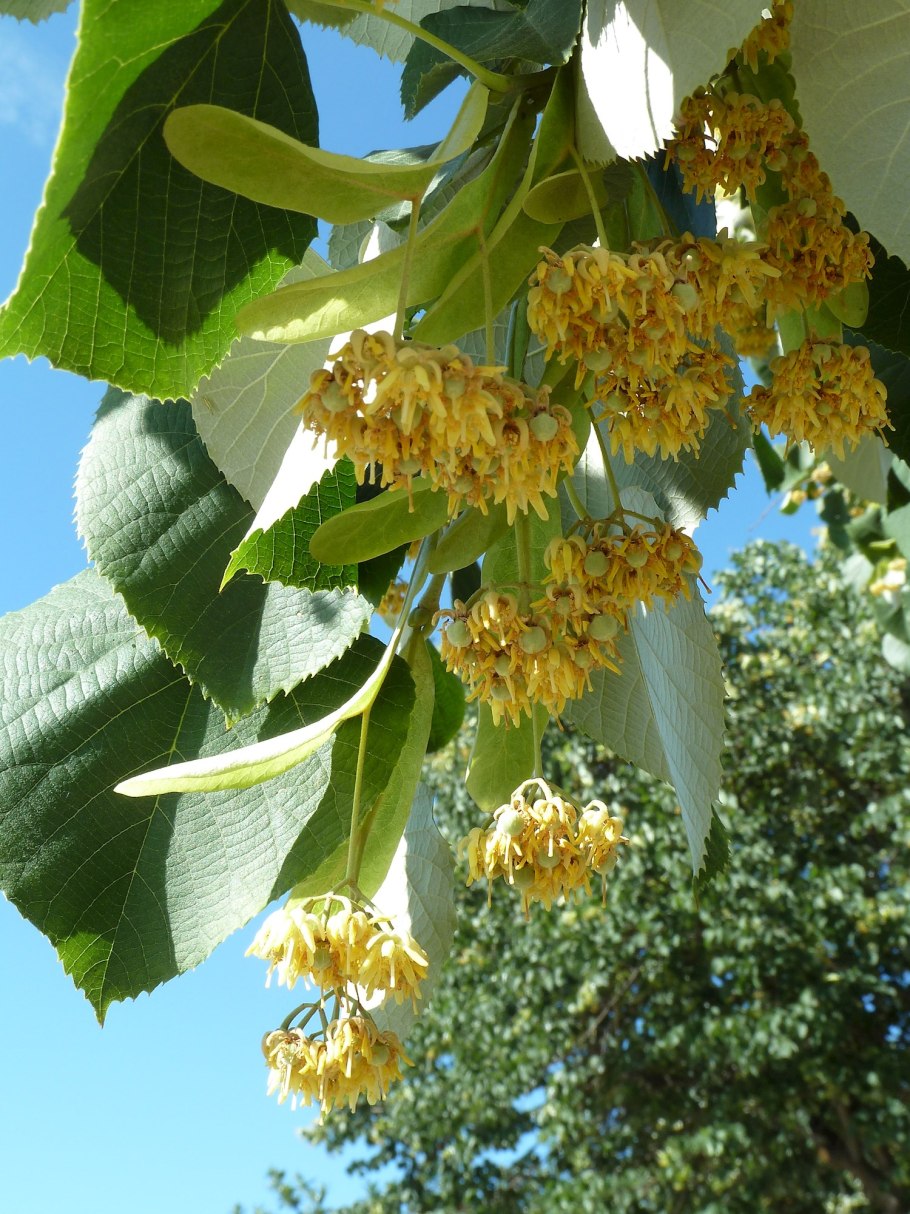 Tilia platyphyllos