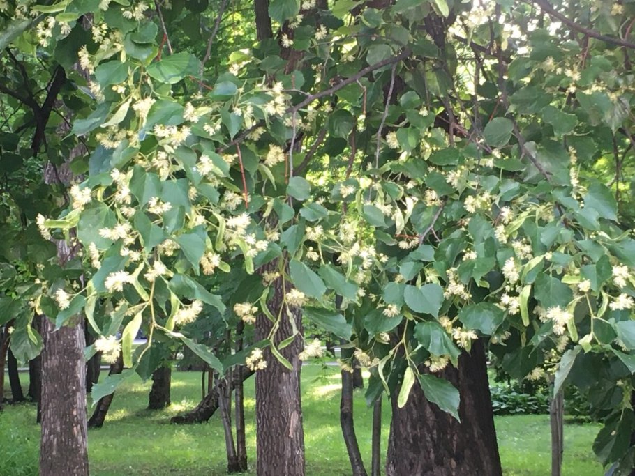 Дерево липа