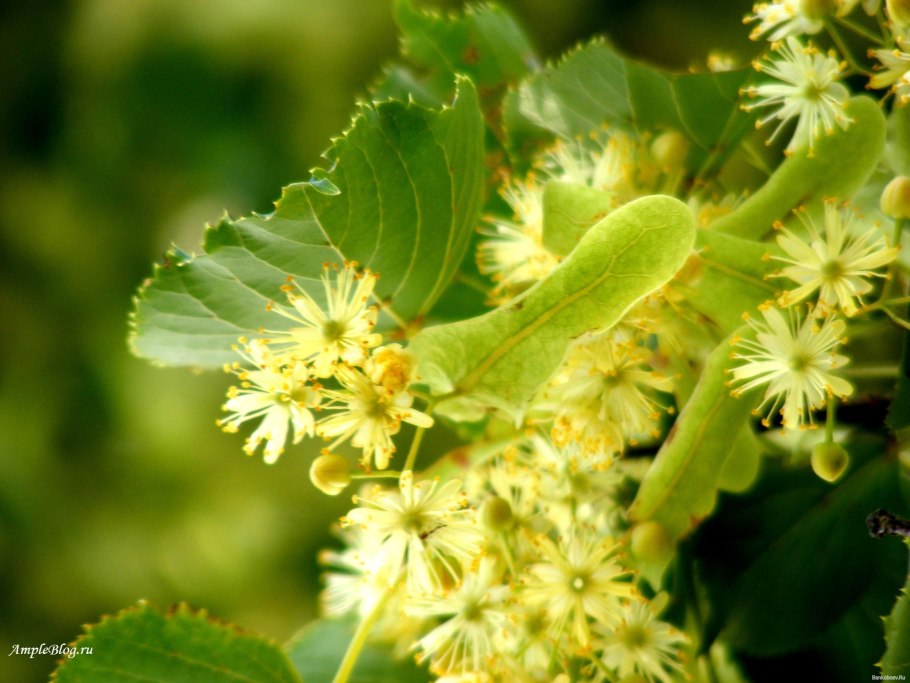 Липа сердцевидная