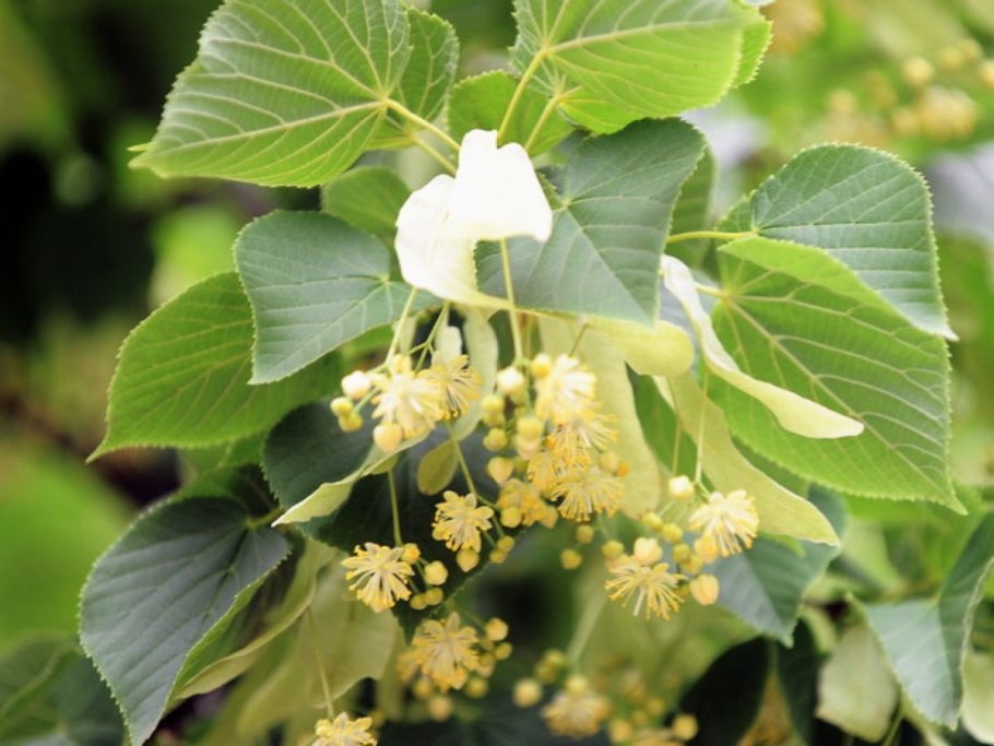 Tilia cordata
