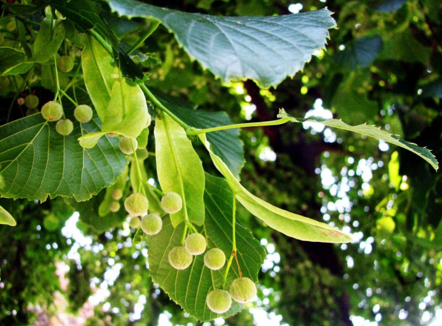 Липа мелколистная tilia cordata