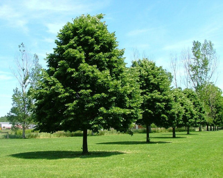 Липа европейская паллида