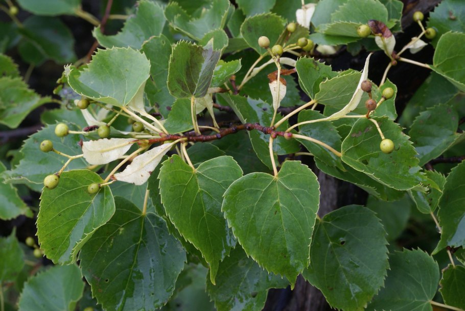 Липа амурская – tilia amurensis