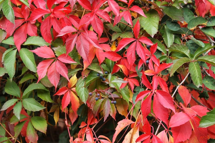 Девичий виноград пятилисточковый