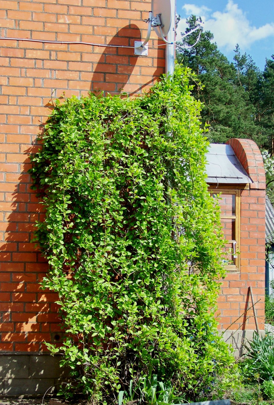 Чисто белый фон без ничего