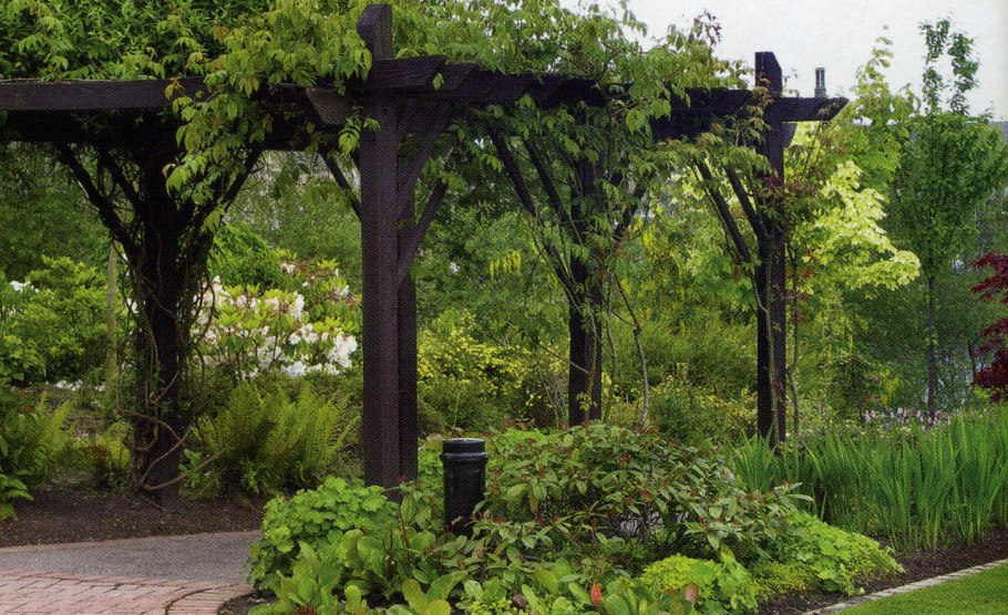 Лимонник китайский