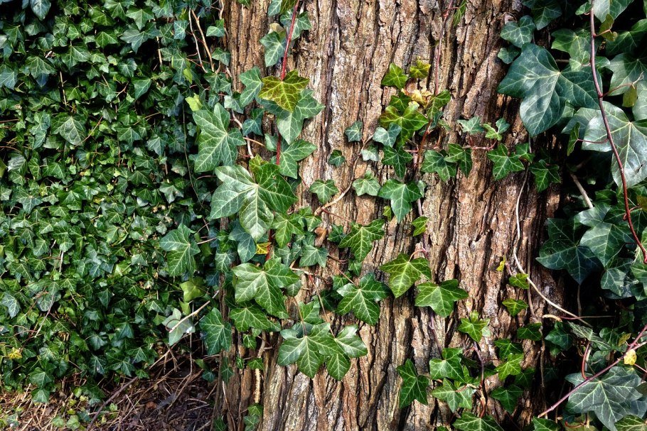 Плющ гринхарт