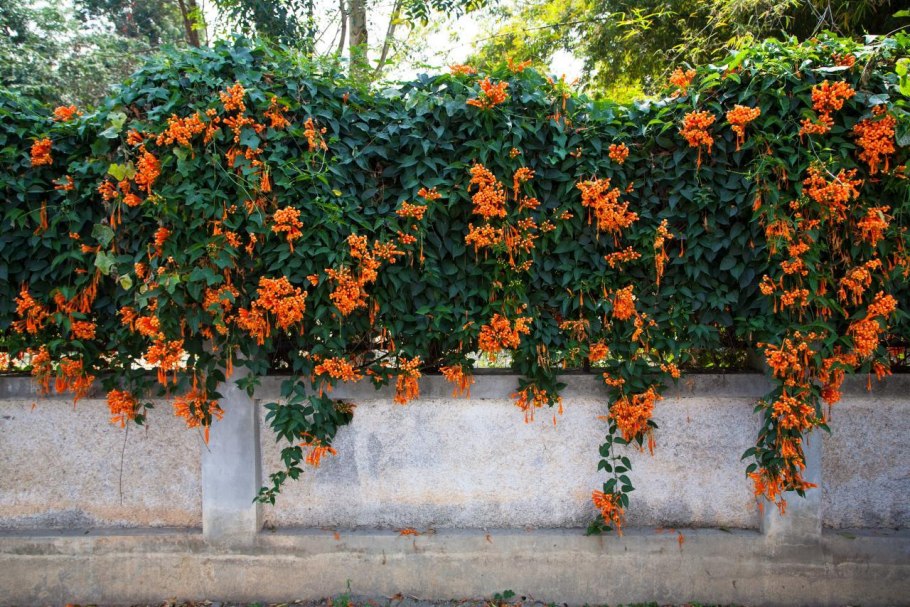 Кампсис лиана