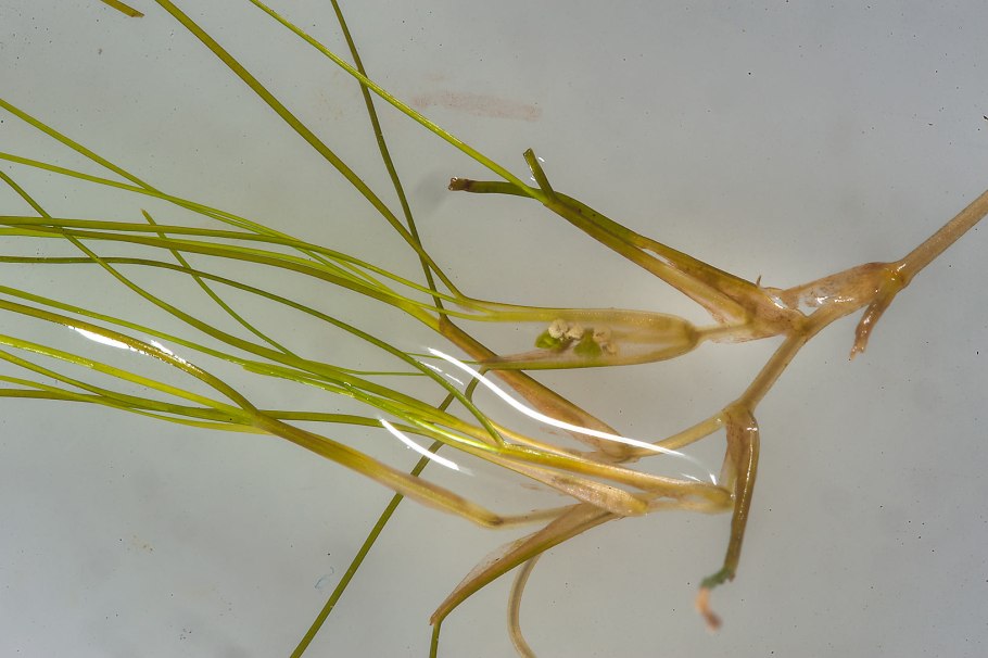 Руппия коротконожковая