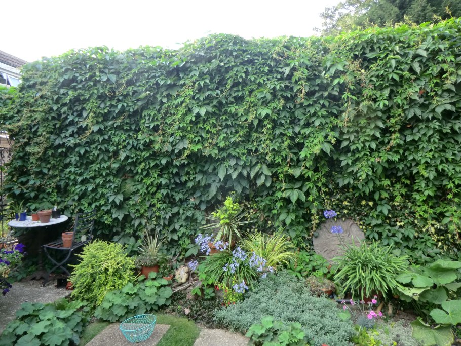 Растение Лиана актинидия