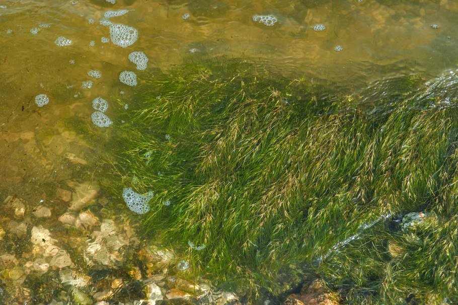 Лиана актинидия