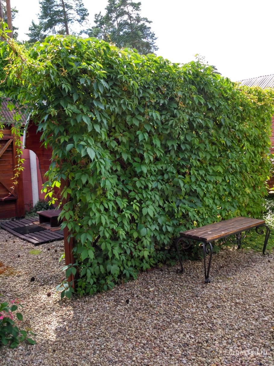 Лимонник китайский Лиана