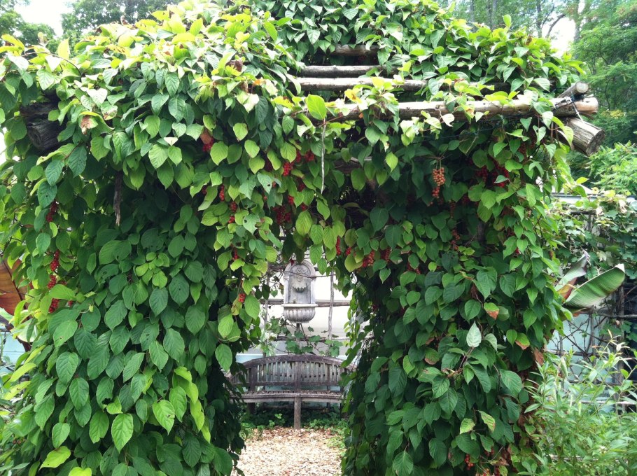 Виноград девичий Мурорум