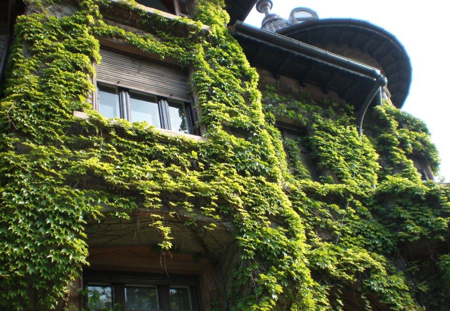 Арка увитая девичьим виноградом