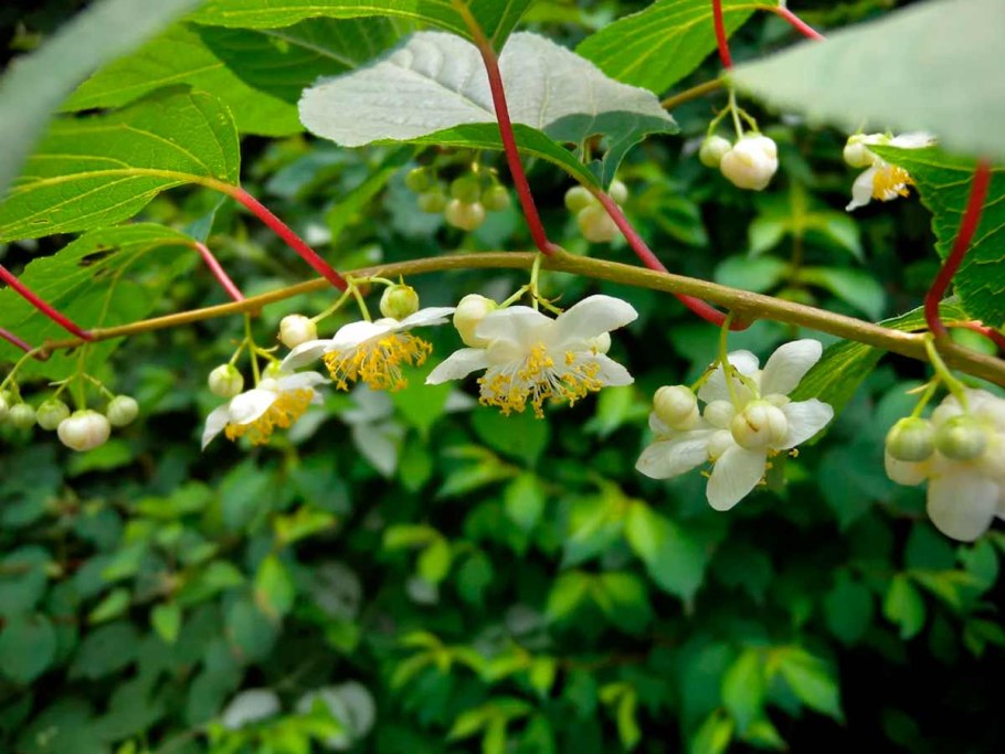 Девичий виноград ампельный
