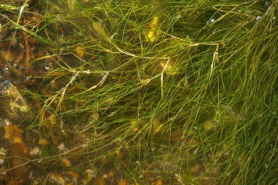 Жимолость вьющаяся