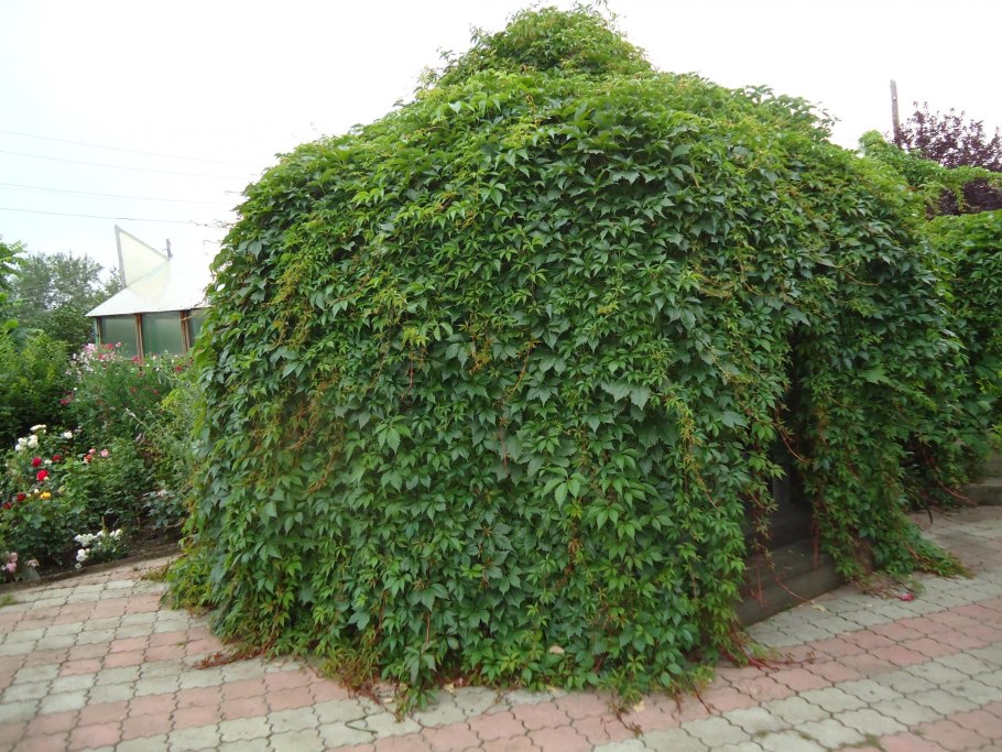 Девичий виноград Рэд Уолл