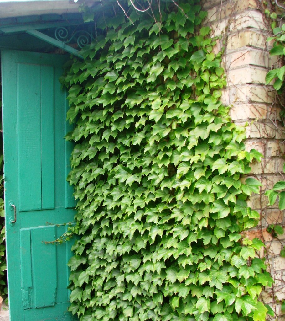 Девичий виноград (партеноциссус) - Лиана