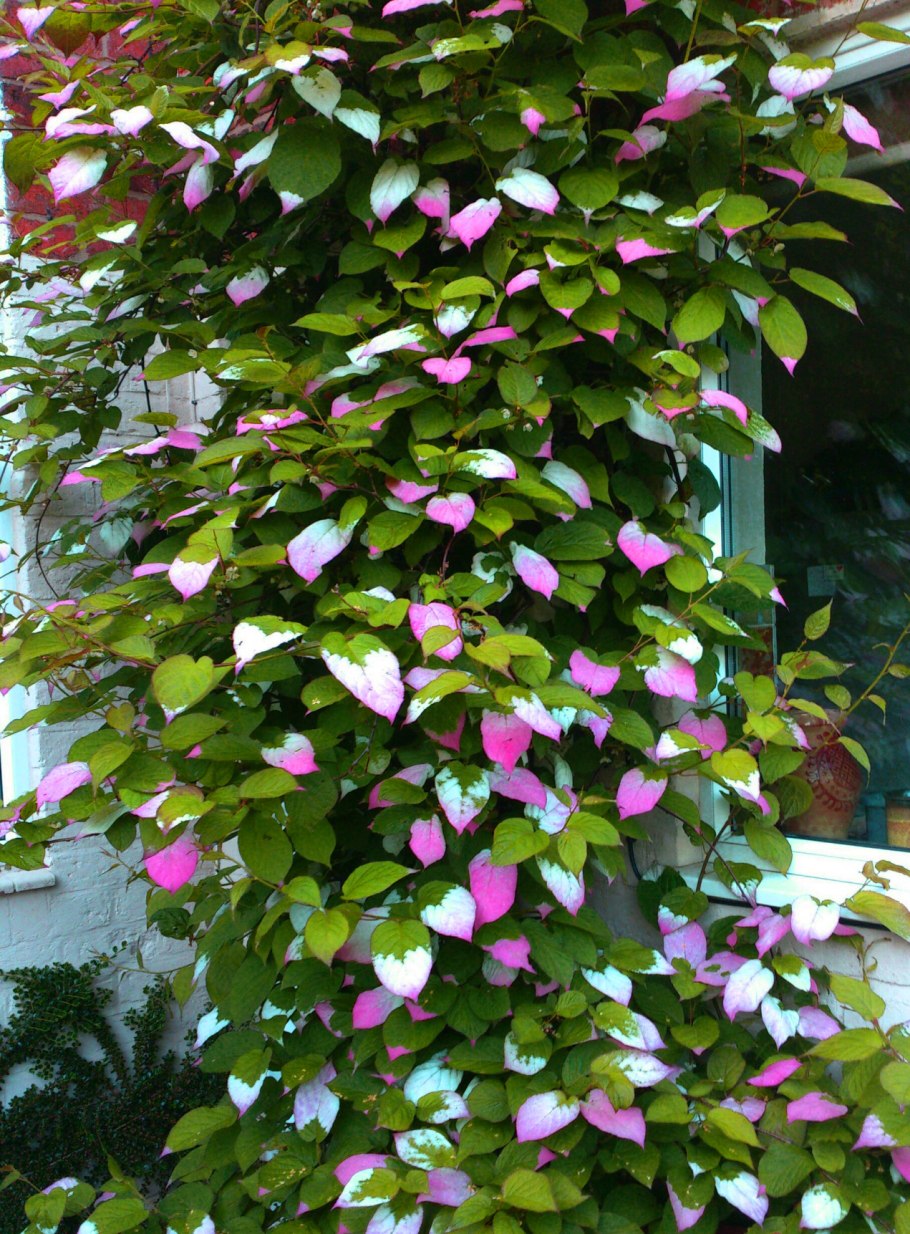 Девичий виноград на перголе