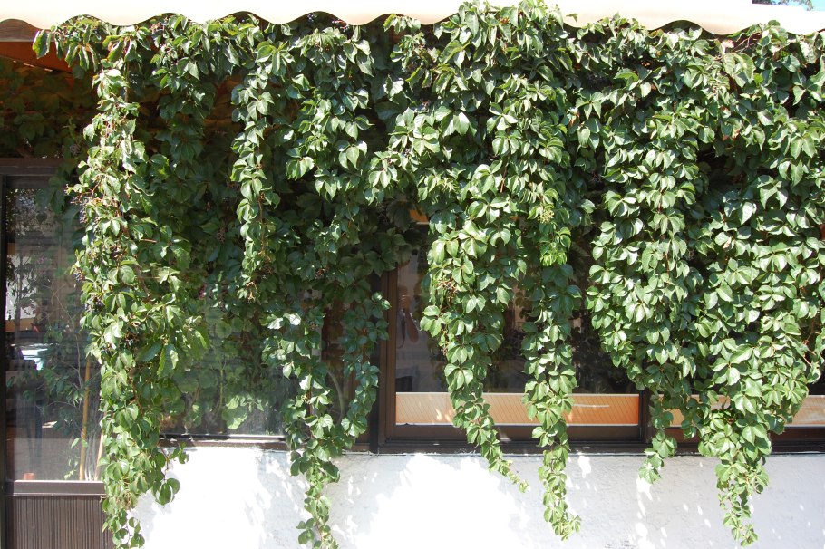 Девичий виноград (партеноциссус) - лиана