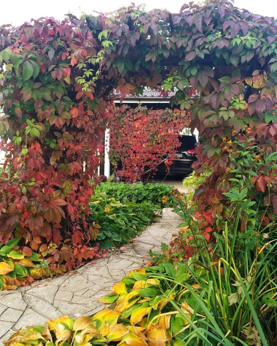 "Виноград девичий пятилисточковый Parthenocíssus quinquefolia"