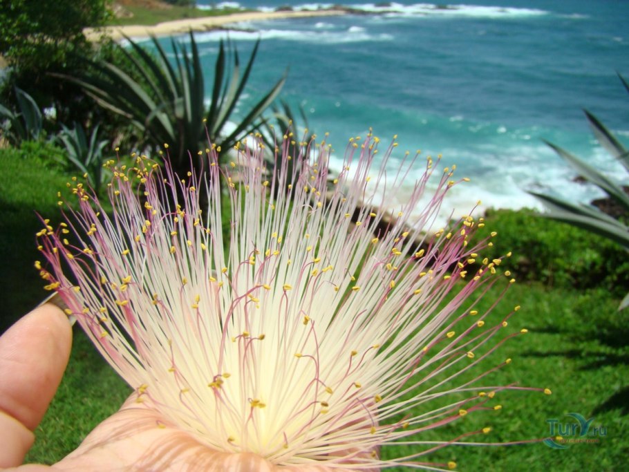 Красивые фото цветов Шри Ланки