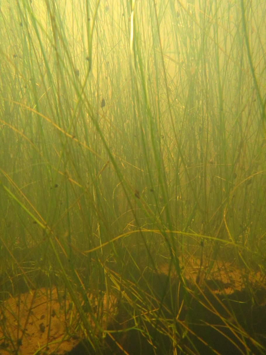 Лимонник Вьюн