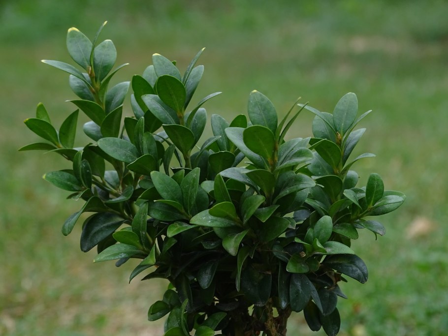 Самшит Буксус вечнозеленый