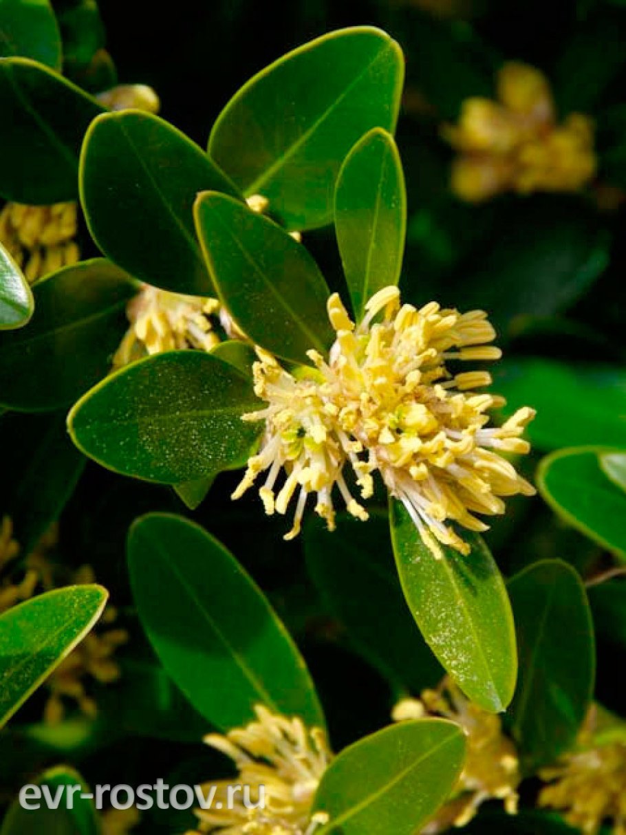 Самшит колхидский