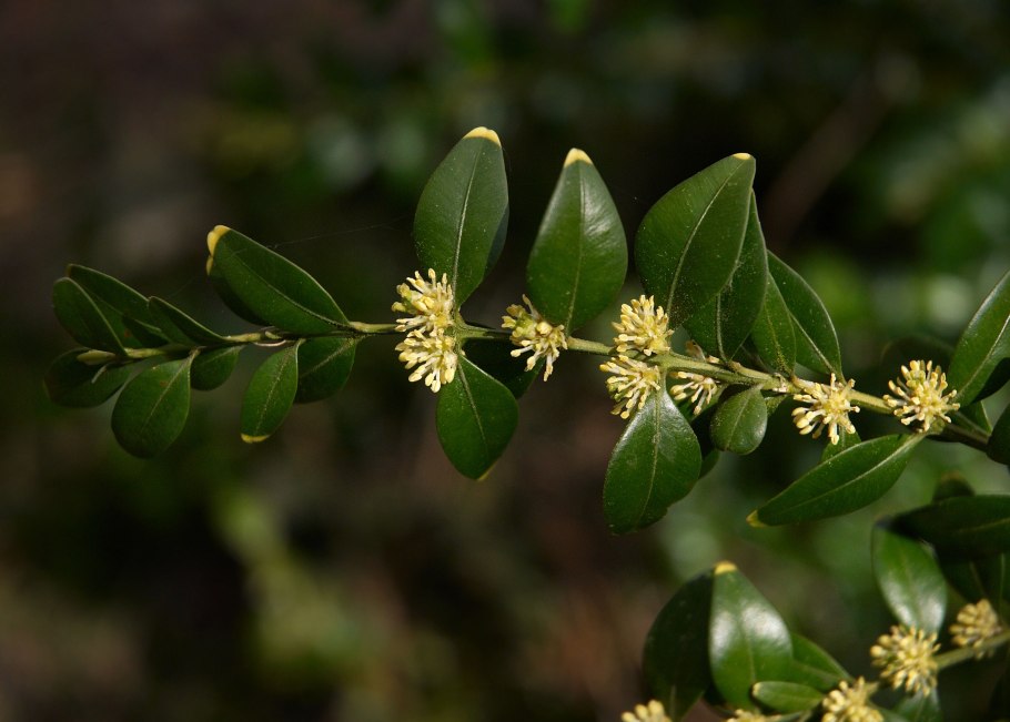 Buxus sempervirens самшит