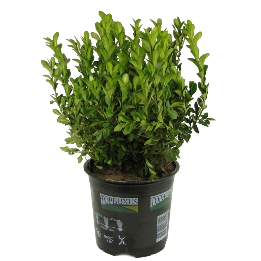 Самшит вечнозеленый Ангустифолия