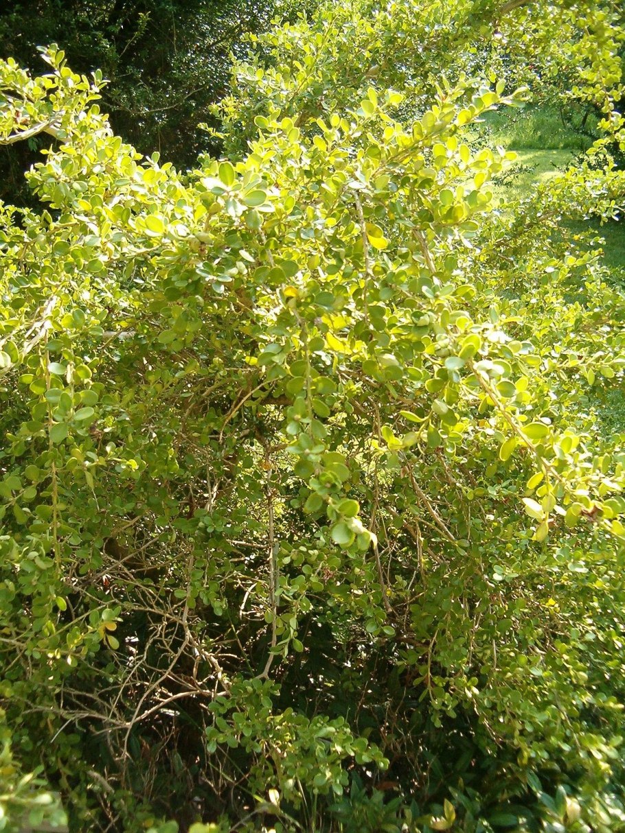 Buxus sempervirens самшит