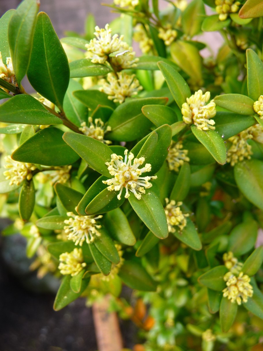 Самшит мелколистный Buxus