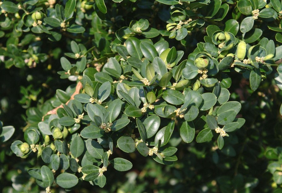 Самшит вечнозеленый Buxus sempervirens