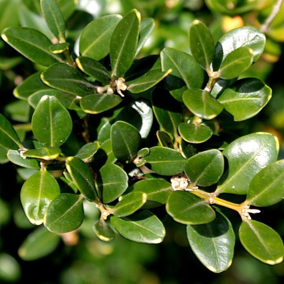 Буксус самшит