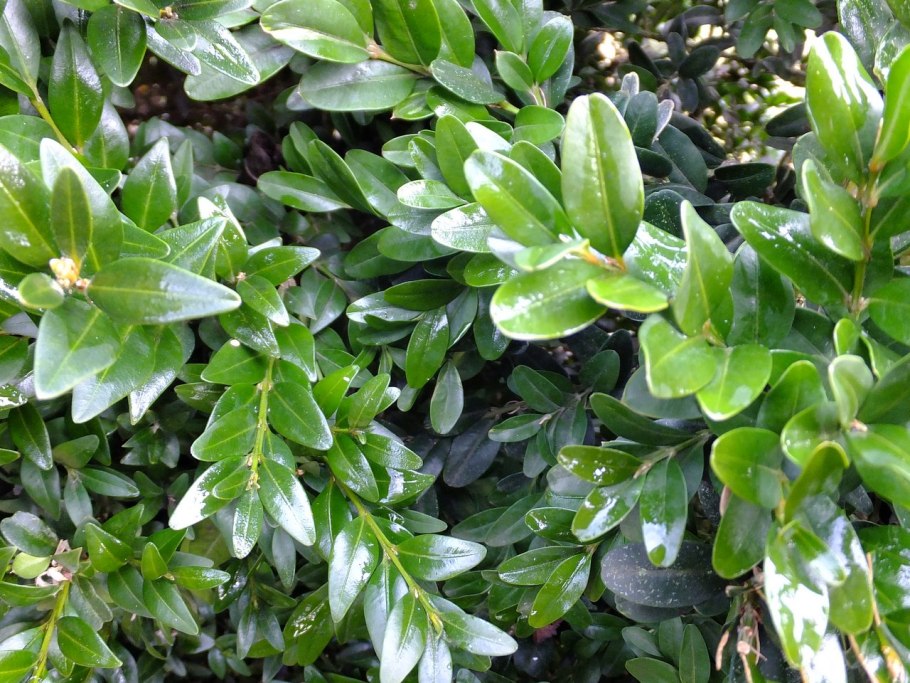 Самшит колхидский цветение