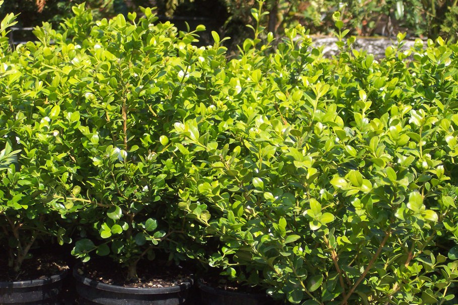 Самшит — Buxus colchica