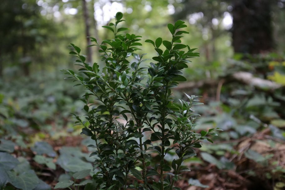 Самшит кустарник