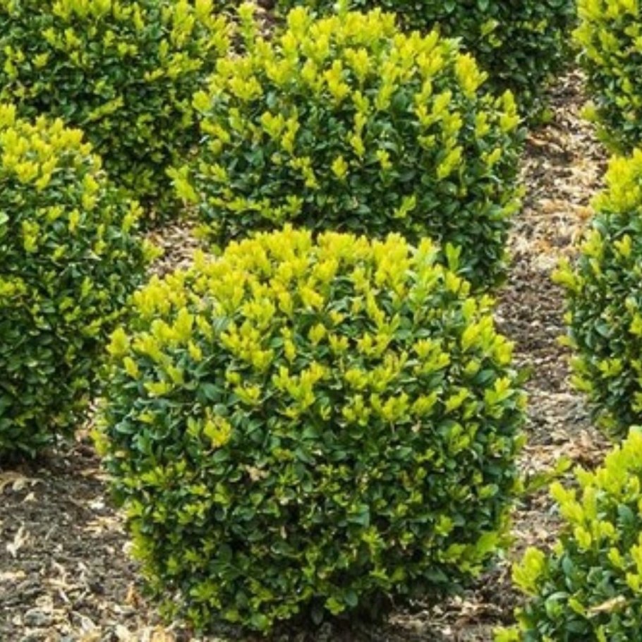 Пахизандра верхушечная