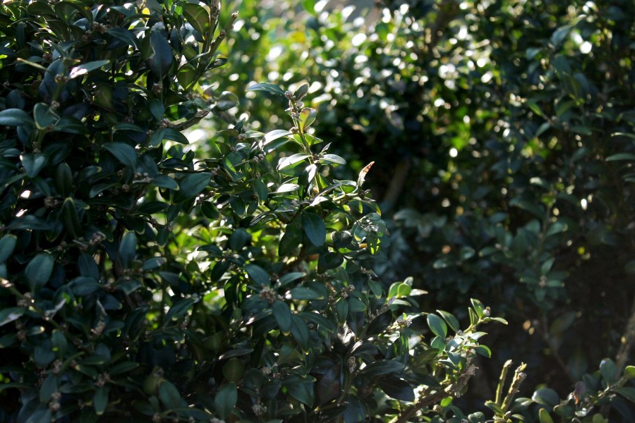 Самшит колхидский куст