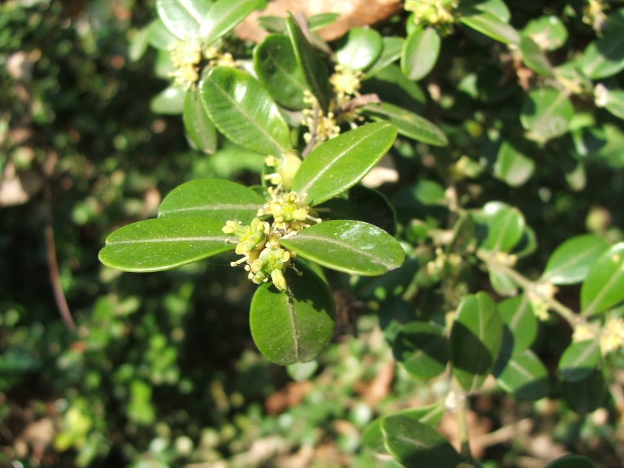 Самшит вечнозелёный Ботаническое