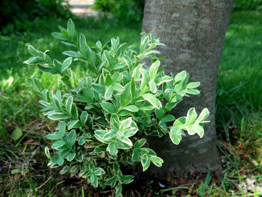Buxus sempervirens самшит