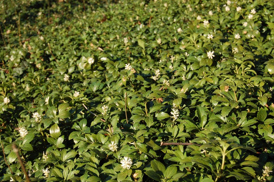 Самшит колхидский куст
