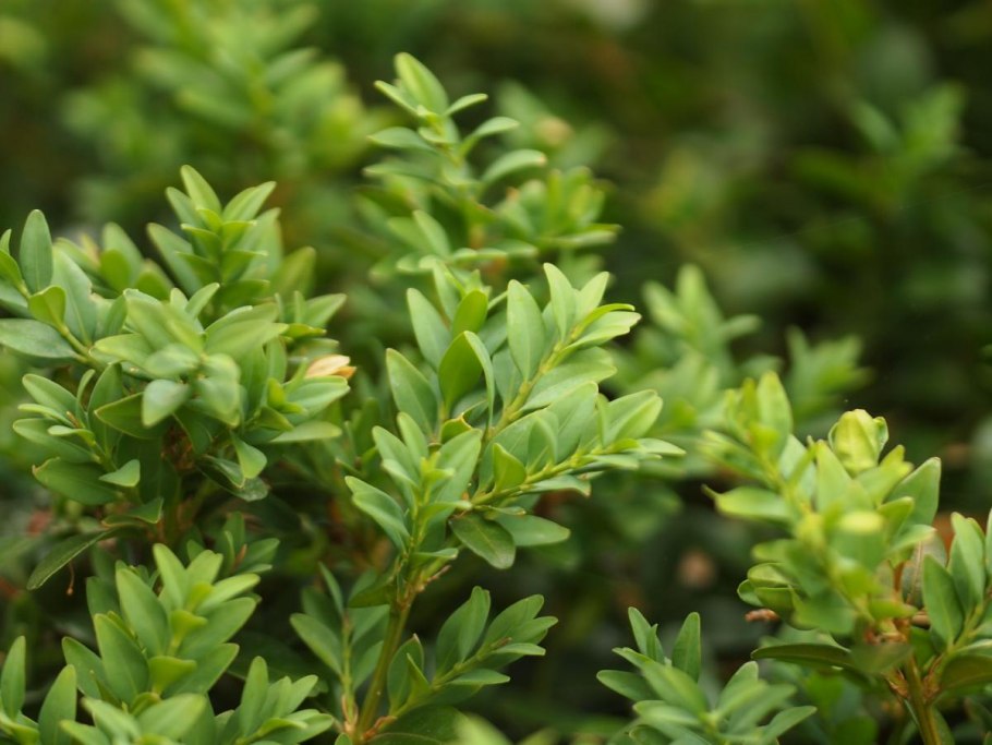 Самшит — Buxus colchica