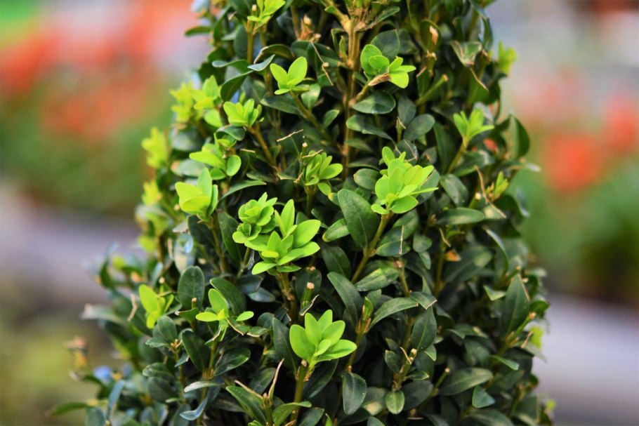 Вечнозеленый кустарник самшит