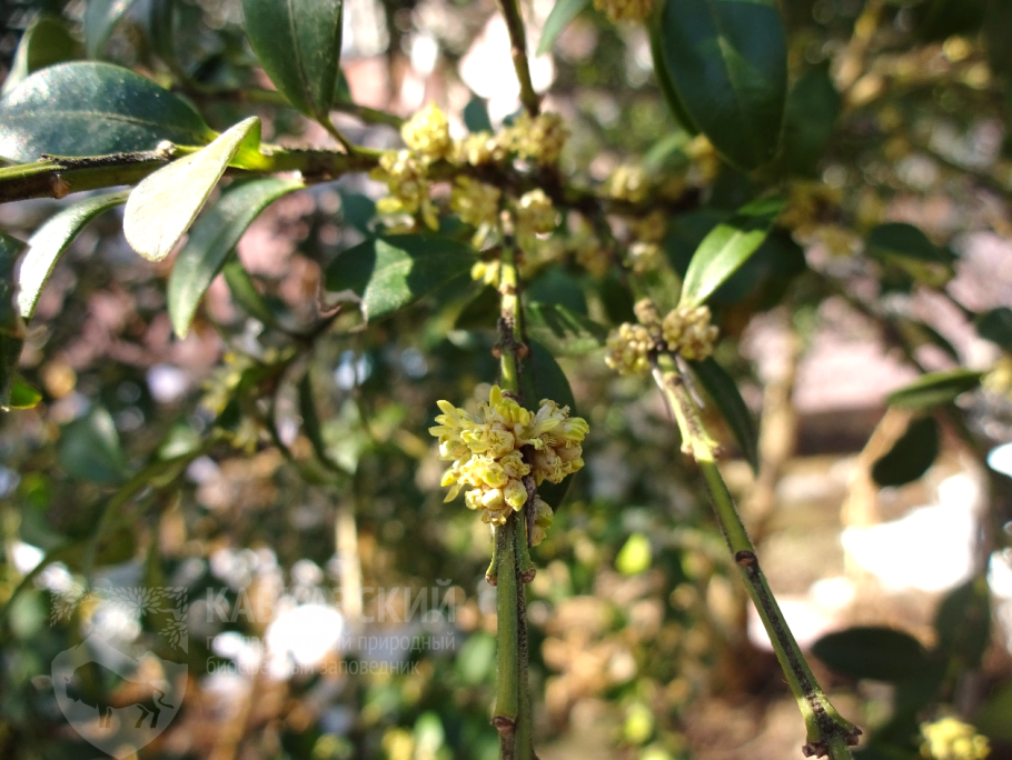 Самшит вечнозеленый Блауер Хайнц