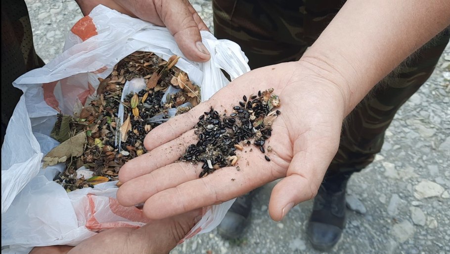 Самшит вечнозеленый Ангустифолия