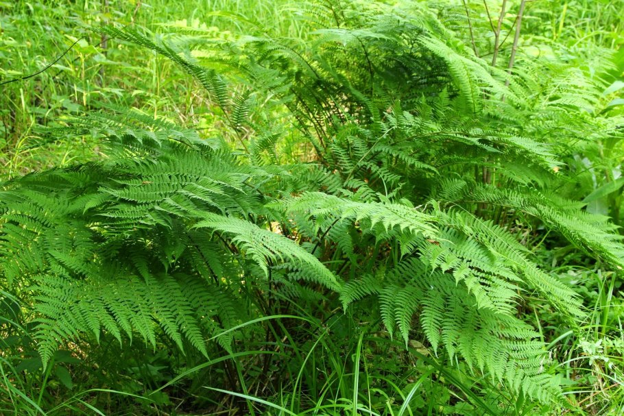 Адиантум стоповидный