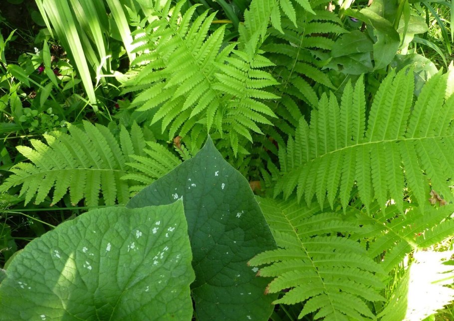 Папоротник кочедыжник
