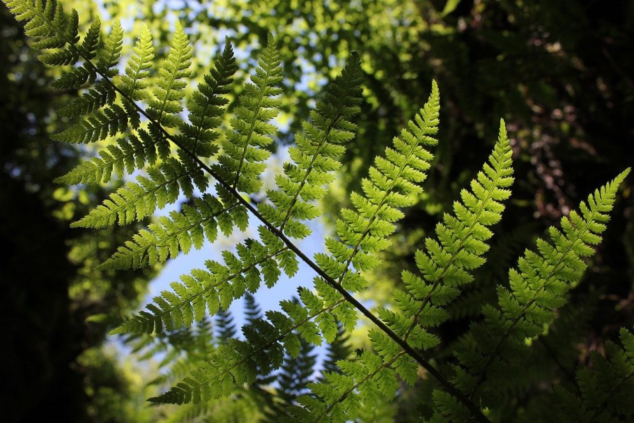 Папоротник аниме